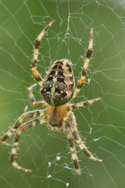 Avrupa diyabet örümceği Araneus diadematus 'un ağındaki doğal detaylı görüntüsü.