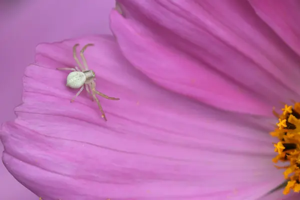 stock image Natural closeup on a white crab spider, Misumena vatia on a pink Cosmos flower in the garden