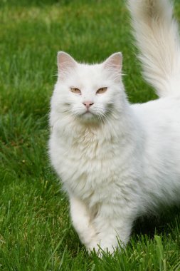 Kameraya bakan beyaz, uzun saçlı, evcil bir kediye doğal bir yakın çekim.