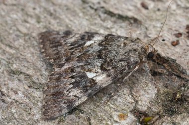 Avrupa meşesi sarısı güvesine doğal yakın çekim, Kanatları açık Catocala nemfoması