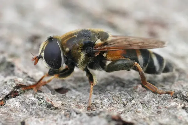 stock image Natural detailed closeup on a Southern European hoverfly of the Merodon avidus complex from the Gard, France