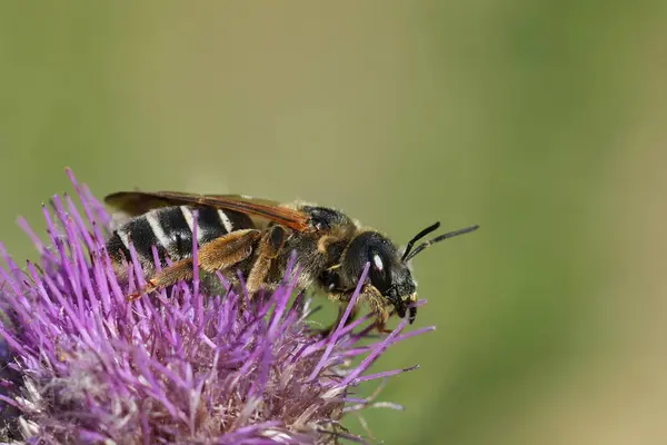 Stock image Detailed closeup on the European Giant furrow bee, Halictus quadricinctus on a purple Knapweed flower