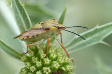 Natural closeup on a colorful pink to green European mediterranean shieldbug, Carpocoris mediterraneus in the Gard, France clipart