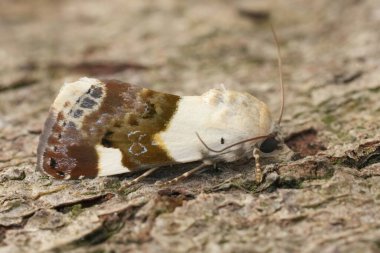 Solgun omuzlu baykuş güvesinin doğal detaylı görüntüsü, Acontia Lucida tahtada oturuyor.