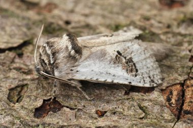 Avrupa Akdeniz soluk renkli Cossidae ayı, Fransa 'nın Gard kentindeki odunların üzerinde oturan Parahypopta caestrum üzerine doğal detaylı çekim