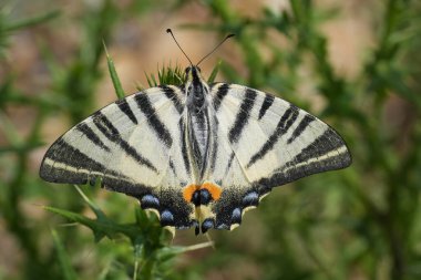 Natural closeup on a European Scarce Swallowtail butterfly, Iphiclides podalirius drinking nectar from a purple thistle clipart