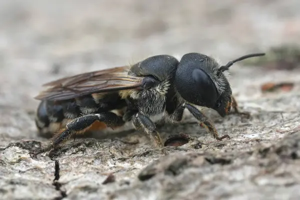 stock image Detailed frontal closeup on female of the not so common European mason bee, Osmia dimidiata