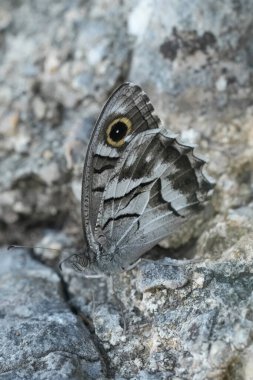 Natural vertical closeup on a European Striped Grayling butterfly, Hipparchia fidia sitting camouflaged on a stone in the Gard, France clipart