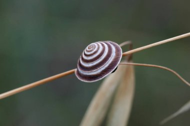 Natural closeup on a European terrestrial pulmonate gastropod mollusk, Trochoidea elegans from Gard, France clipart