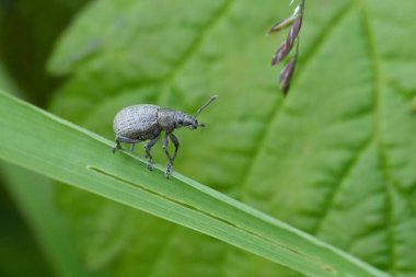 Natural lcoseup on the small grey European plant parasite marram weevil, Philopedon plagiatum perched on a blade of grass clipart