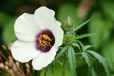 Venedik Mallow 'unun parlak beyaz çiçeği Hibiscus Trionum' un doğal yakın çekimi.