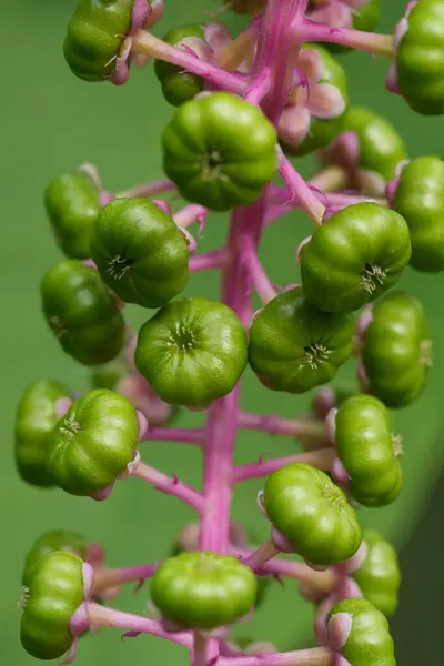 stock image Natural closeup on the seed caps invasive American pokeweed, Phytolacca americana in a European garden