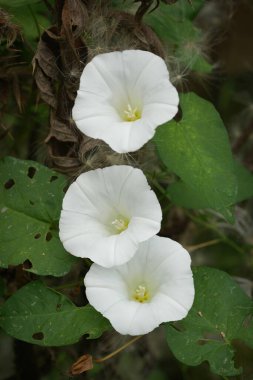 Üç beyaz çayırda doğal dikey yakın çekim yabani otlar, Convolvulus arvensis