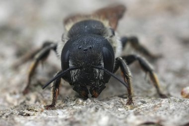 Avrupai mason arısı Osmia dimidiata 'nın dişisine ayrıntılı yakın plan.