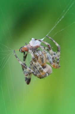 Avrupalı bir bahçe örümceği olan Araneus Diadematus 'un doğal dikey görüntüsü, ağıyla bir av yakalıyor.