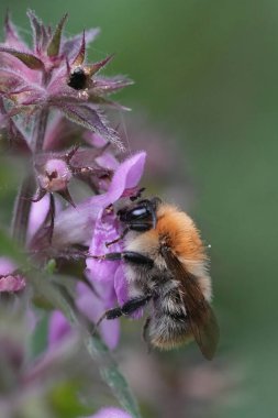 Kahverengi bantlı yaban arısına renkli yakın plan, Bombus Pascuorum bahçede mor bir Stachys çiçeğine