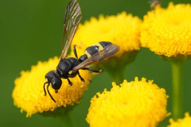 Süslü kuyruklu eşek arısı Cerceris Rybyensis 'in sarı bir Tansy çiçeğiyle beslenen doğal yakın plan fotoğrafı.