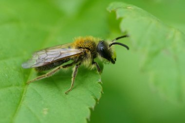 Turuncu kuyruklu erkek maden arısı Andrena Hemorrhoa 'nın yeşil yapraklı görüntüsü.