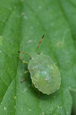 Yeşil Kalkan Böceği Palomena Prasina 'nın perinin doğal dikey görüntüsü.