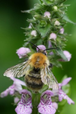 Kahverengi bantlı bir yaban arısının doğal sırt çekimi, mor bir Stachys çiçeğinin Bombus pascuorum 'u