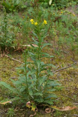 Çiçek açan bir akşamın doğal yakın çekimi ya da yaban çiçeği Oenothera glazioviana