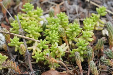 Gard, Fransa 'da küçük White Stonecrop fabrikalarına, Sedum albümüne doğal olarak yakın plan