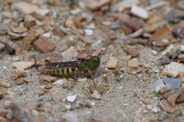 Noktalı çekirgeye doğal olarak yakın çekim. Belçika sahilinde Myrmeleotettix maculatus