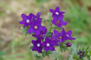 Belçika sahillerindeki Anchusa officinalis adlı yaygın böcek losyonunun parlak mavi çiçeklerine doğal olarak yakın plan.