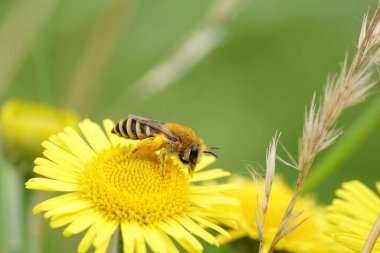 Sarı bir Pulicaria Dysenterica çiçeğinin üzerine sıvanmış dişi arı Colletes 'in doğal yakın çekimi.