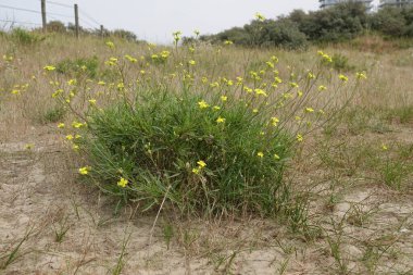 Natural closeup on a bush of yellow flowering Perennial wall-rocket, Diplotaxis tenuifolia at the Blegian coast clipart