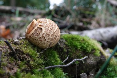 Natural closeup on the common earthball or pigskin poison puffball mushroom, Scleroderma citrinum on the forest floor clipart