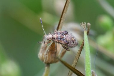 Natural closeup on a nymph of the European red scentless bug, Rhopalus subrufus in the garden clipart