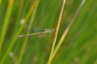 Detailed closeup on an Emerald Spreadwing, Lestes dryas, damselflfy, against a green background clipart