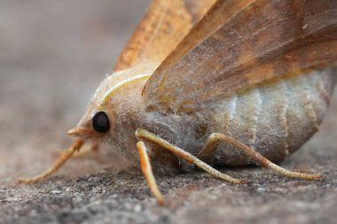 Dişi bir Dusky Thorn geometre güvesi olan Ennomos Fuscantaria 'ya doğal olarak çok yakın çekim.