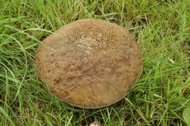 Slate Bolete mantarının doğal yakın çekimi, Leccinum duriusculum çimlerde homurdanıyor.