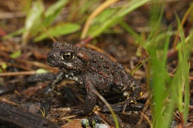 Natural closeup on dark colored juvenile of Anaxyrus boreas, Western toad in Northern California sitting on redwood clipart