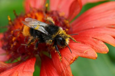 Natural closeup on a red-tailed bumblebee, Bombus lapidarius with yellow pollen on a bright red Gallardia flower clipart