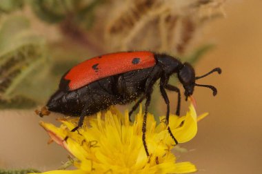 Detailed closeup on a colorful Mediterranean four-spotted blister beetle, Mylabris quadripunctata on a yellow flower clipart