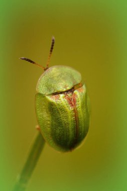 Natural vertical close up of the green thistle tortoise beetle, Cassida vridis sitting on a straw of grass clipart