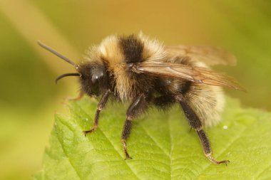 Yeşil bir yaprağın üzerinde oturan erkek bir tarla guguk kuşunun doğal yakın çekimi.
