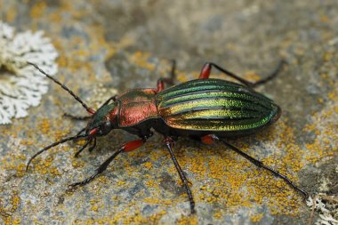 Detailed natural closeup on a colorful large metallic green and red ground beetle, Carabus auronitens in Austria clipart