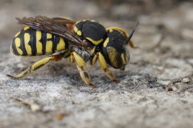 Bir dişi Lot 'un Woolcarder' ı Anthidium Loti 'nin yakından çekilmiş fotoğrafı.