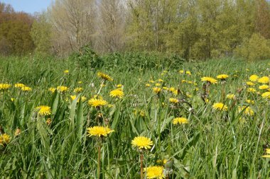 Hyacinthoides 'in yol kenarında açtığı mavi çiçekli Hyacinth bitkisine doğal açıdan yakın plan.