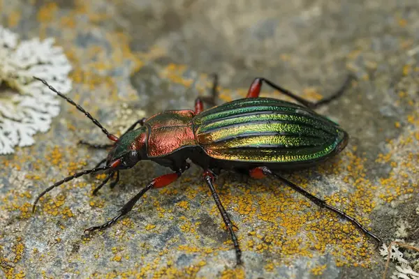 stock image Detailed natural closeup on a colorful large metallic green and red ground beetle, Carabus auronitens in Austria