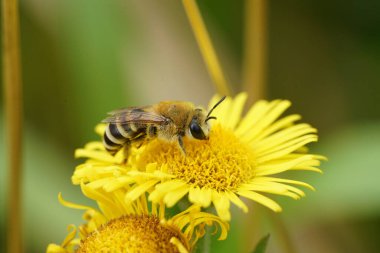 Natural closeup on a female plastered bee, Colletes, on a yellow Pulicaria dysenterica flower clipart