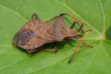Avrupa kahverengi rıhtım kalkanı böceği Coreus marginatus 'un doğal yakın çekimi