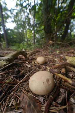 Wide angle closeup on a pigskin poisoin puffball mushroom, Scleroderma citrinum, on the forrest floor clipart