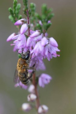 Kahverengi dişi Heather maden arısı, Andrena Fuscipes ev sahibi bitki, Calluna vulgaris 'e yakın plan.