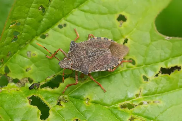 Stock image Natural closeup on the brown colored Dock leaf bug, Arma custos sitting on a green leaf