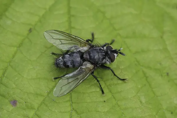 stock image Natural detailed closeup on a European Tachinid fly, Phorocera obscura sitting on a green leaf